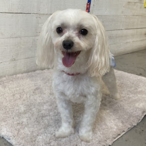 仕上がりマルチーズ