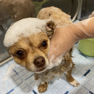 シャンプーチワワ