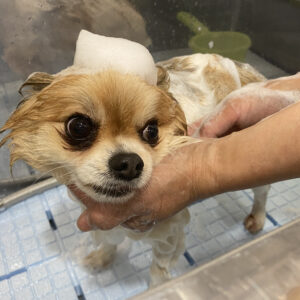 シャンプーミックス