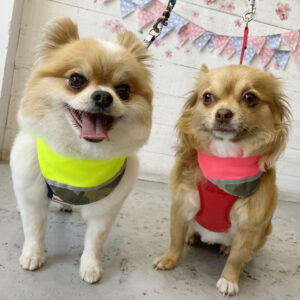 仕上がりミックス&チワワ