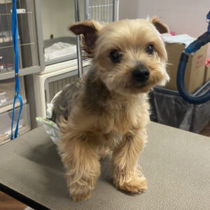 よろしくヨーキー