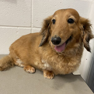 よろしくダックス