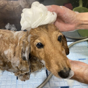 シャンプーダックス