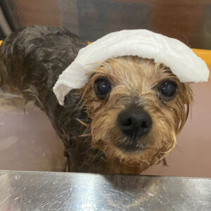 お風呂ヨーキー