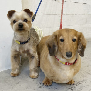 仕上がりダックス&ヨーキー