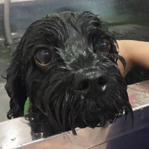 お風呂ミックス