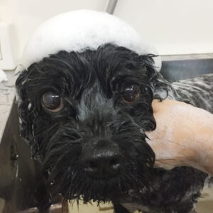 シャンプーミックス