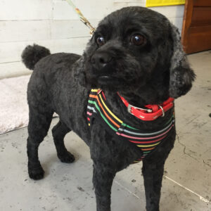 仕上がりミックス