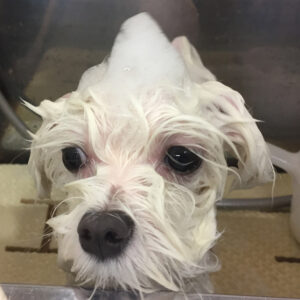 シャンプーマルチーズ