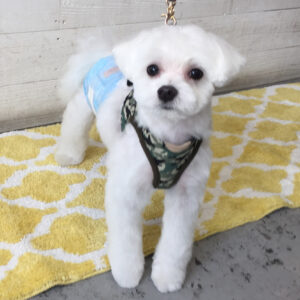 仕上がりマルチーズ