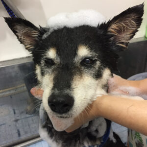 シャンプーしば