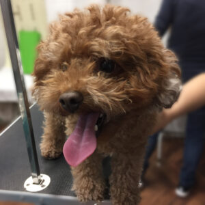 よろしくトイプー