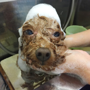 シャンプートイプー