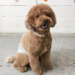 仕上がりトイプー