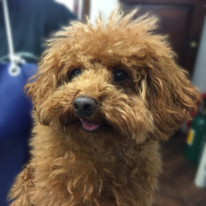 よろしくトイプー