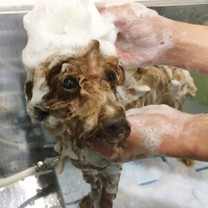 シャンプートイプー