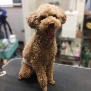 よろしくトイプー