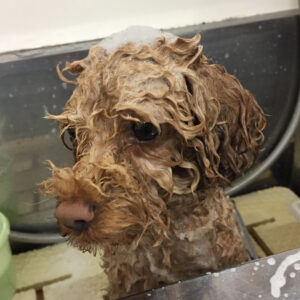 シャンプートイプー