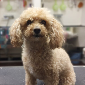 よろしくトイプー