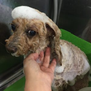 シャンプートイプー