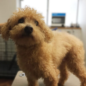 よろしくトイプー