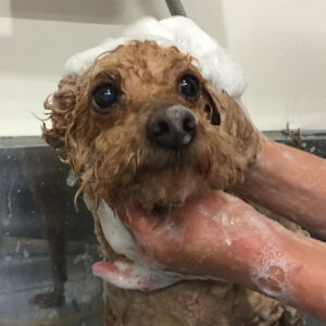 シャンプートイプー