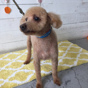 仕上がりトイプー