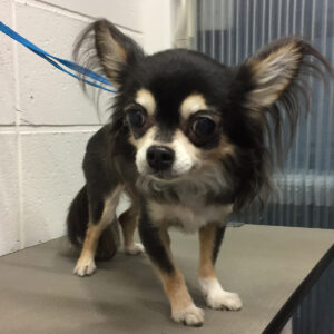 よろしくチワワ