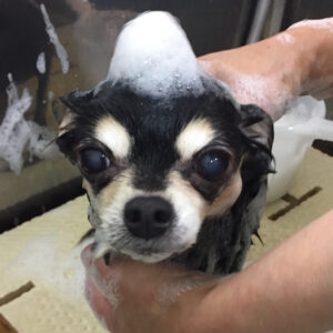 シャンプーチワワ