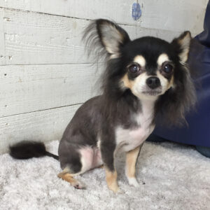 仕上がりチワワ