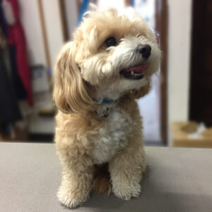 よろしくミックス