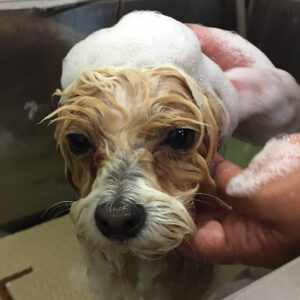 シャンプーミックス