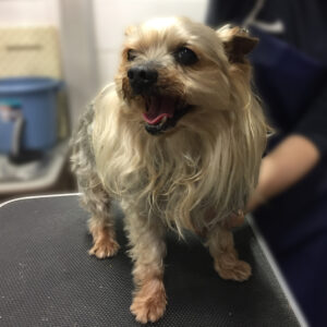 よろしくヨーキー