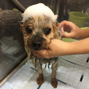 シャンプーヨーキー