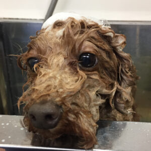 シャンプートイプー