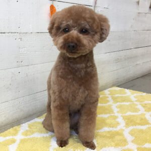 仕上がりトイプー