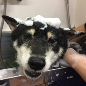 シャンプーしば