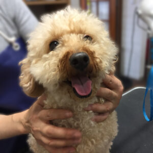 よろしくトイプー