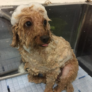 シャンプートイプー