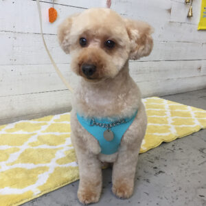 仕上がりトイプー