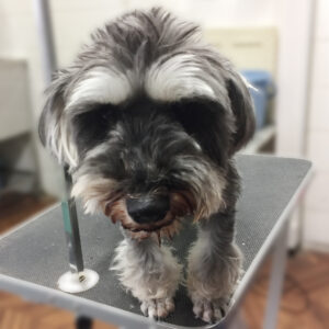 よろしくMシュナ