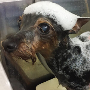 シャンプーミックス