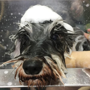 シャンプーMシュナ