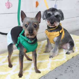 仕上がりミックス&Mシュナ