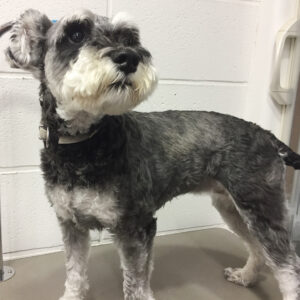 よろしくMシュナ