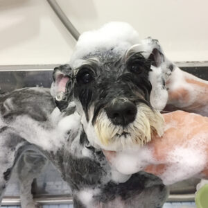 シャンプーMシュナ