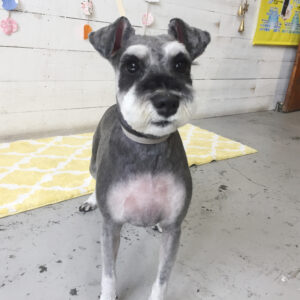 仕上がりMシュナ