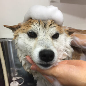 シャンプーしば