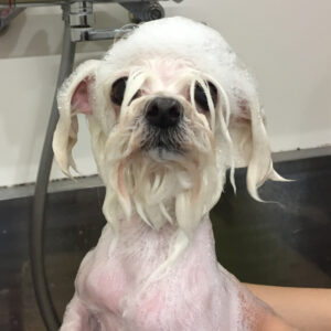 シャンプーマルチーズ