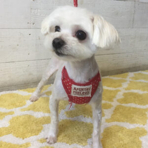 仕上がりマルチーズ